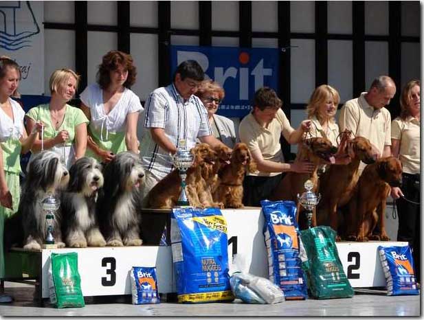Great weekend for us again. CACIB Litomerice on 19th of May under Mr H. Klemann - Germany. My Cowboy, Eric and Francis as a golden team won ,"Best Breeding Group",  (8 entries) on Saturday.      Foto V. Prochzka