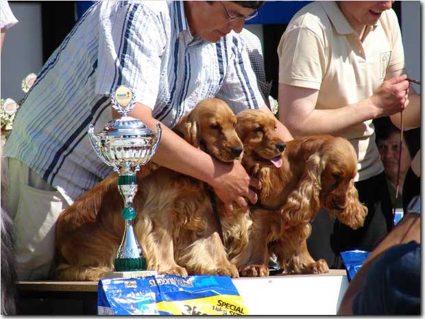 Graet weekend for us again. CACIB Litomerice on 19th of May under Mr H. Klemann - Germany. My Cowboy, Eric and Francis as a golden team won ,"Best Breeding Group",  (8 entries) on Saturday.      Foto V. Prochzka