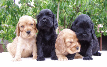 Q - litter at five weeks