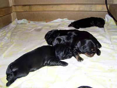Gemmas puppies at the age of two weeks.