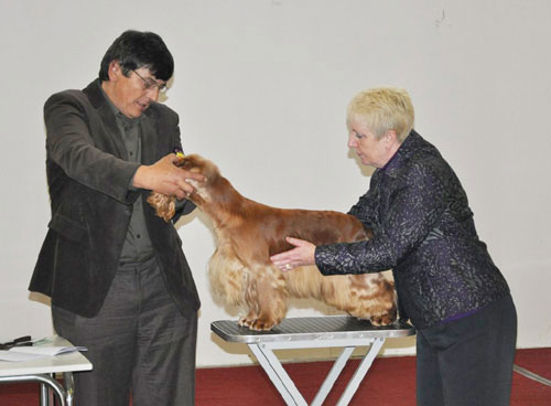 Club show Nitra-Slovakia. Judge: Mrs Sue Shinkfield -UK (Notrella) - Exc.I., CAC