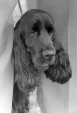 Champ. Afrodit� z Vejminku