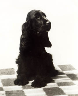 Champ. Afrodit� z Vejminku