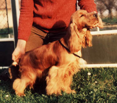 Aros Golden Double