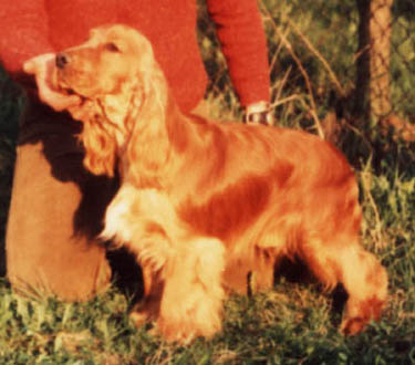 Aros Golden Double
