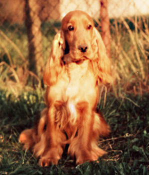 Aros Golden Double