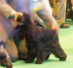 Bastien z Vejminku at CRUFTS 2008 in Birmingham under Mrs Sue Young (Cannyon)