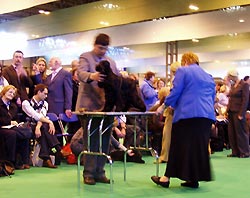 Bastien z Vejminku at CRUFTS 2008 in Birmingham under Mrs Sue Young (Cannyon)