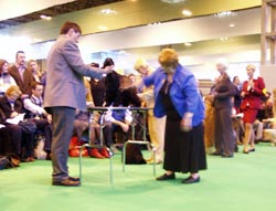 Bastien z Vejminku at CRUFTS 2008 in Birmingham under Mrs Sue Young (Cannyon)
