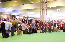 Bastien z Vejminku at CRUFTS 2008 in Birmingham under Mrs Sue Young (Cannyon)
