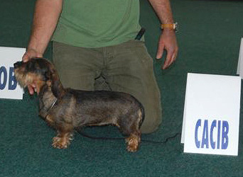 Beyonce Bell z Vejminku - Exc. I., CAC, CACIB, Crufts Qualification (Mr F. Mijo - CRO)