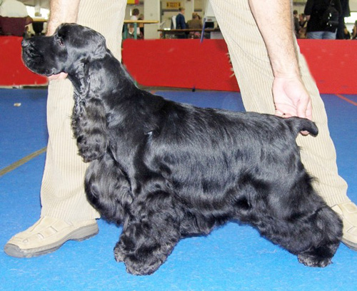 ICH Black Dream z Vejminku - CACIB Show esk Budjovice 2006 - CAC, CACIB, BOB