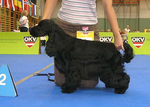 Don Pedro z Vejminku - Stockerau 2007 - photo Petr Studen�k
