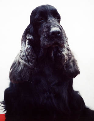 Champ. Extra Boy z&nbsp;Vejminku