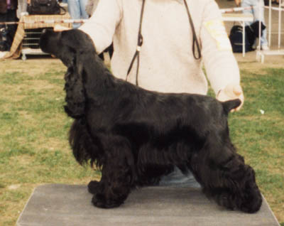 Champ. Extra Boy z�Vejminku