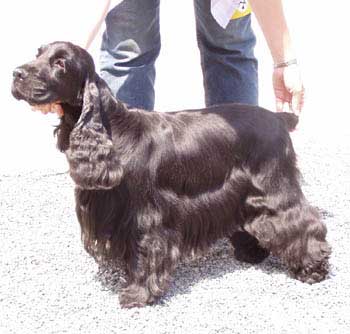 CACIB Show in Prague. Great day for my kennel. Gemma z Vejminku, owned by Miss L. Kucerova received CACIB & BOB.They were judged by Mr John Gillespie - UK