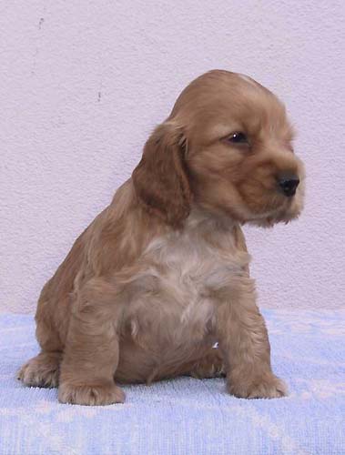 Iron Man z Vejminku - Photo at his five weeks
