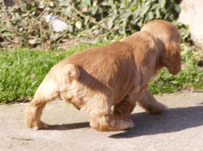 Iron Man z Vejminku - Photo at his five weeks