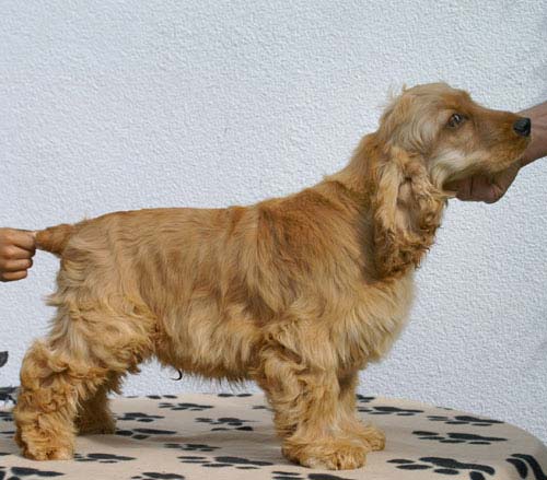Iron Man z Vejminku at the age of 5,5 months