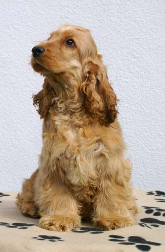 Iron Man z Vejminku at the age of 5,5 months