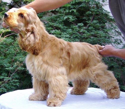 Iron Man z Vejminku at his 7 months