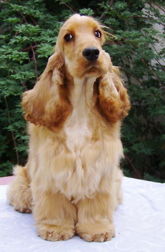 Iron Man z Vejminku at his 7 months