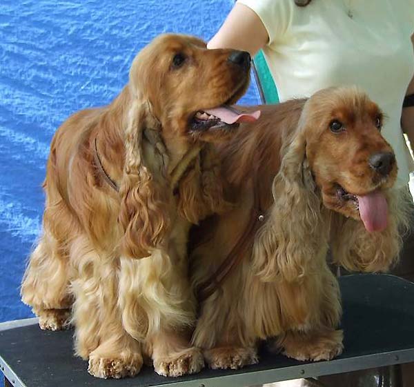 .....nice to meet you, my dad...........Ch. Grassland Ghost (right) & Iron Man z Vejminku (left)