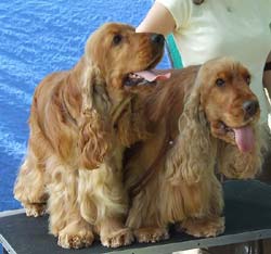 ......nice to meet you, my dad...........Ch. Grassland Ghost (right) & Iron Man z Vejminku (left)