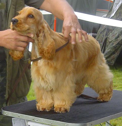 Club Winner Show Warszawa on  8th of September 2007 under famous Mrs Penny Lester (GB) -  Iron Man z Vejminku : Very promising I., Best Puppy (6-9)