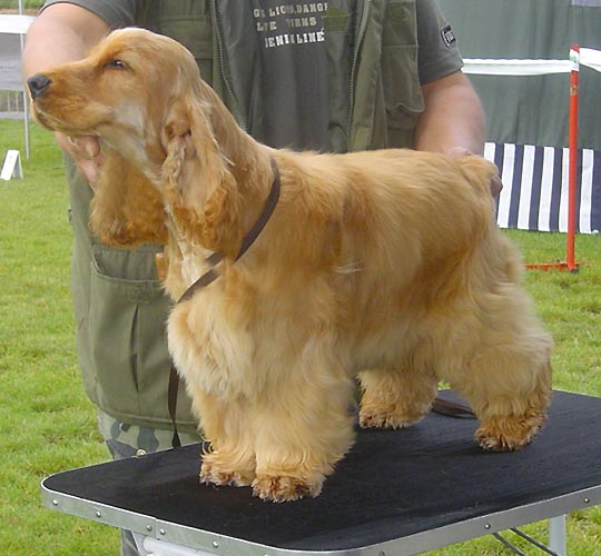 Club Winner Show Warszawa on  8th of September 2007 under famous Mrs Penny Lester (GB) -  Iron Man z Vejminku : Very promising I., Best Puppy (6-9)