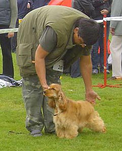 Club Winner Show Warszawa on  8th of September 2007 under famous Mrs Penny Lester (GB) -  Iron Man z Vejminku : Very promising I., Best Puppy (6-9)