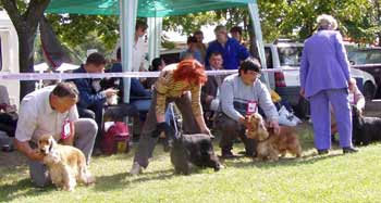 JunChamp. Jozelah Words and Music (Fleur) - Club Winner Show in Kecskemet - excellent III.