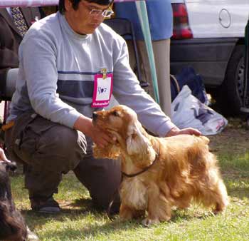 JunChamp. Jozelah Words and Music (Fleur) - Club Winner Show in Kecskemet - excellent III.