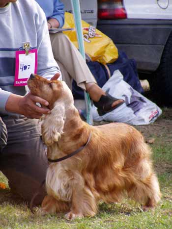 JunChamp. Jozelah Words and Music (Fleur) - Club Winner Show in Kecskemet - excellent III.