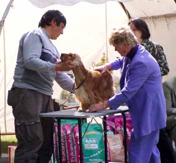 JunChamp. Jozelah Words and Music (Fleur) - Club Winner Show in Kecskemet - excellent III.