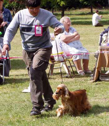 JunChamp. Jozelah Words and Music (Fleur) - Club Winner Show in Kecskemet - excellent III.