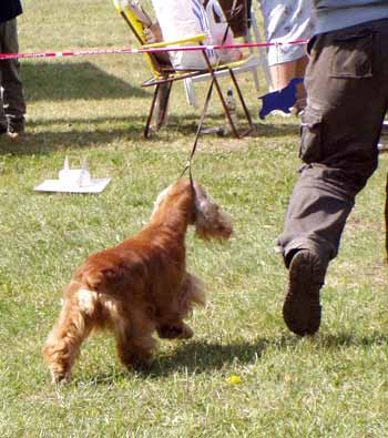 JunChamp. Jozelah Words and Music (Fleur) - Club Winner Show in Kecskemet - excellent III.