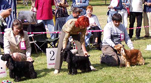 JunChamp. Jozelah Words and Music (Fleur) - Club Winner Show in Kecskemet - excellent III.