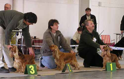 JunChamp. Jozelah Words and Music (Fleur) - Club Winner Show in Ceske Budejovice - excellent III.