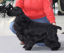 Lancaster z Vejminku: Exc.I., CAC, National Winner