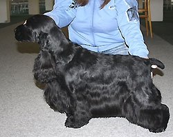 Lancaster z Vejminku - Exc. I., CAC, CACIB