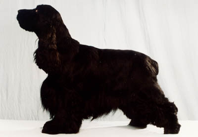 InterChamp. Lochranza Certain Style