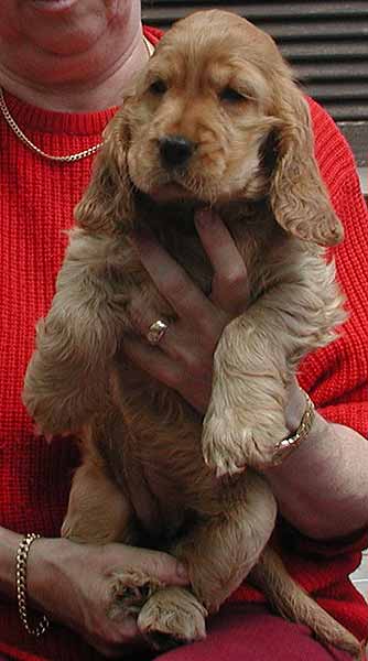 Nice puppies in Germany sired by Marcato z Vejminku.