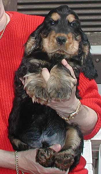 Nice puppies in Germany sired by Marcato z Vejminku.