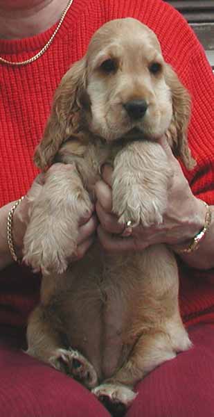 Nice puppies in Germany sired by Marcato z Vejminku.