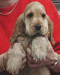 Nice puppies in Germany sired by Marcato z Vejminku.