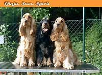 Queen of G Fantasies, Samwise Gamdschie, Queen of G Spirit z Vejminku, all owned by Mrs Dorothea Winter from Germany.