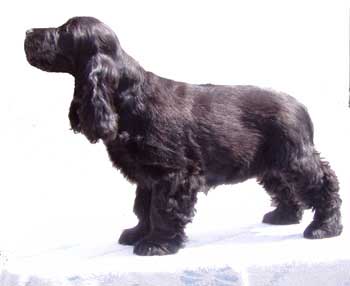 Omega z Vejminku, my sweet little black star will be waiting in my kennel. Photo at 3,5 moths.