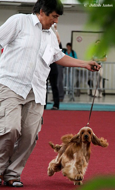 CACIB Brno 2010 - Exc.I., CAC,CACIB,BOB, BIG