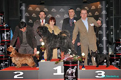Robin Hood z Vejminku res. Junior Best In Show under Mr M. Vaclavik